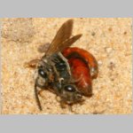 Sphecodes albilabris - Blutbiene 02d 12-13mm Paarung.jpg